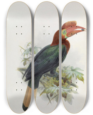 Triptych art skateboard deck of Daniel Giraud Elliot Cranorrhinus Waldeni by Daniel Giraud Elliot (1835-1915)