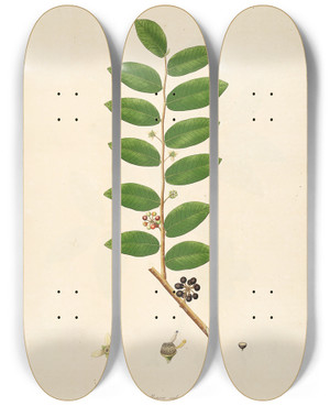 Triptych art skateboard deck of William Roxburgh Plants Of The Coast Of Coromandel Pl034 by William Roxburgh (1751-1815)