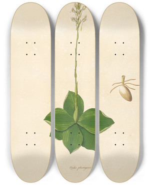 Triptych art skateboard deck of William Roxburgh Plants Of The Coast Of Coromandel Pl037 by William Roxburgh (1751-1815)