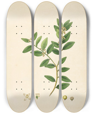 Triptych art skateboard deck of William Roxburgh Plants Of The Coast Of Coromandel Pl083 by William Roxburgh (1751-1815)