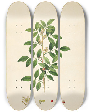 Triptych art skateboard deck of William Roxburgh Plants Of The Coast Of Coromandel Pl084 by William Roxburgh (1751-1815)