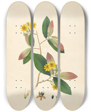 Triptych art skateboard deck of William Roxburgh Plants Of The Coast Of Coromandel Pl089 by William Roxburgh (1751-1815)