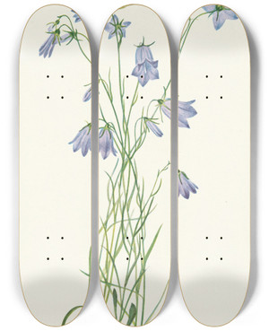 Triptych art skateboard deck of Mary Vaux Walcott Harebell Campanula Rotundifolia by Mary Vaux Walcott (1860-1940)