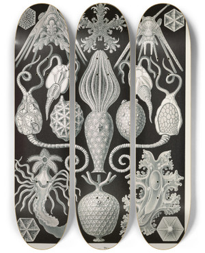 Triptych art skateboard deck of Ernst Haeckel Amphoridea Urnensterne by Ernst Haeckel (1834-1919)