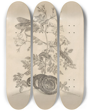 Triptych art skateboard deck of Maria Sibylla Merian Dissertatio De Generatione Et Metamorphosibus Insectorum Surinamensium Pl46 by Maria Sibylla Merian (1647-1717)