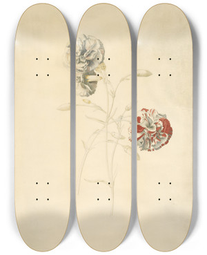 Triptych art skateboard deck of Georg Dionysius Ehret Carnations by Georg Dionysius Ehret (1708-1770)