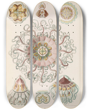 Triptych art skateboard deck of Ernst Haeckel Peromedusae Talchenquallen by Ernst Haeckel (1834-1919)