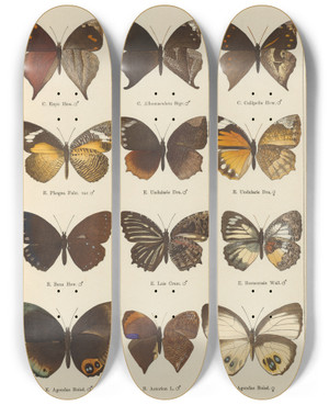 Triptych art skateboard deck of Otto Staudinger Exotische Schmetterlinge Pl086 by Otto Staudinger (1830-1900)