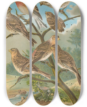 Triptych art skateboard deck of Johann Friedrich Naumann Acanthis Cannabina Acanthis Flavirostris by Johann Friedrich Naumann (1780-1857)