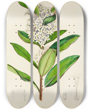 Triptych art skateboard deck of Illtyd Buller Poleevans Acokanthera Spectabilis by Illtyd Buller Pole-Evans (1879-1968)