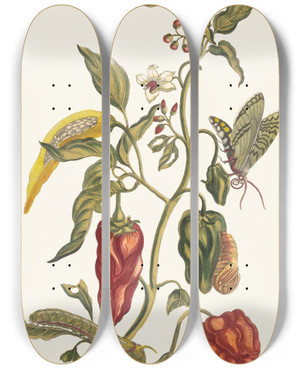 Triptych art skateboard deck of Maria Sibylla Merian Poivre Djnde by Maria Sibylla Merian (1647-1717)