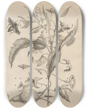Triptych art skateboard deck of Maria Sibylla Merian Dissertatio De Generatione Et Metamorphosibus Insectorum Surinamensium Pl41 by Maria Sibylla Merian (1647-1717)