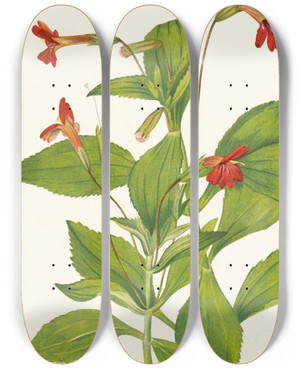 Triptych art skateboard deck of Mary Vaux Walcott Cardinal Monkeyflower Mimulus Cardinalis by Mary Vaux Walcott (1860-1940)