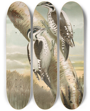 Triptych art skateboard deck of Johann Friedrich Naumann Picoides Tridactylus by Johann Friedrich Naumann (1780-1857)