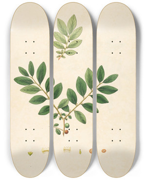 Triptych art skateboard deck of William Roxburgh Plants Of The Coast Of Coromandel Pl049 by William Roxburgh (1751-1815)