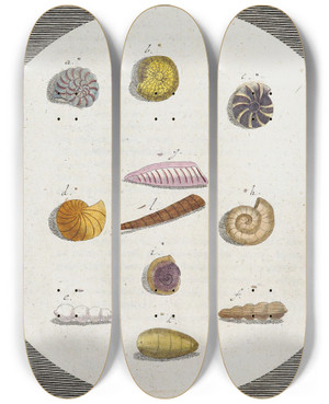 Triptych art skateboard deck of Martin Frobenius Ledermuller Amusement Microscopique Tant Pour Lesprit Que Pour Les Yeux Pl009 by Martin Frobenius Ledermu%Cc%88Ller (1719-1769)