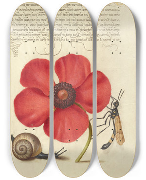 Triptych art skateboard deck of Joris Hoefnagel Terrestrial Mollusk Poppy Anemone And Crane Fly by Joris Hoefnagel (1542-1600)