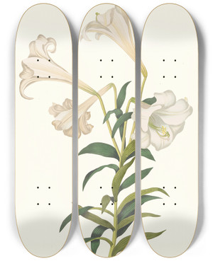 Triptych art skateboard deck of Priscilla Susan Bury Lilium Longiflorum by Priscilla Susan Bury (1799-1872)