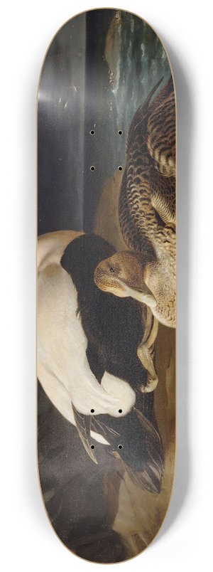 Ferdinand von Wright - Pair Of Common Eiders On A Rock 8.25 inch art skate deck