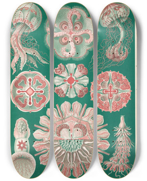 Triptych art skateboard deck of Ernst Haeckel Discomedusae Schweibenquallen_2 by Ernst Haeckel (1834-1919)