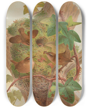 Triptych art skateboard deck of Johann Friedrich Naumann Anorthura Troglodytes by Johann Friedrich Naumann (1780-1857)