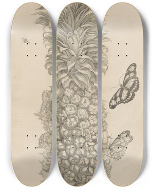 Triptych art skateboard deck of Maria Sibylla Merian Dissertatio De Generatione Et Metamorphosibus Insectorum Surinamensium Pl02 by Maria Sibylla Merian (1647-1717)