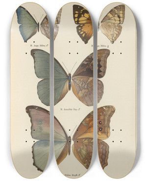 Triptych art skateboard deck of Otto Staudinger Exotische Schmetterlinge Pl067 by Otto Staudinger (1830-1900)