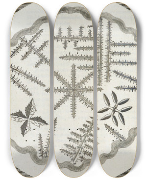 Triptych art skateboard deck of Martin Frobenius Ledermuller Amusement Microscopique Tant Pour Lesprit Que Pour Les Yeux Pl024 by Martin Frobenius Ledermu%Cc%88Ller (1719-1769)