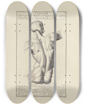 Triptych art skateboard deck of Michael Van Der Gucht Anatomy Improvd And Illustrated With Regard To The Uses Thereof In Designing Pl12 by Michael van der Gucht (1660-1725)