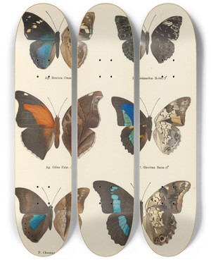 Triptych art skateboard deck of Otto Staudinger Exotische Schmetterlinge Pl056 by Otto Staudinger (1830-1900)