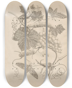 Triptych art skateboard deck of Maria Sibylla Merian Dissertatio De Generatione Et Metamorphosibus Insectorum Surinamensium Pl47 by Maria Sibylla Merian (1647-1717)