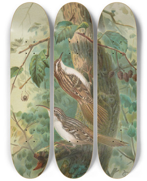 Triptych art skateboard deck of Johann Friedrich Naumann Certhia Familiaris Certhia Familiaris Brachydactyla by Johann Friedrich Naumann (1780-1857)