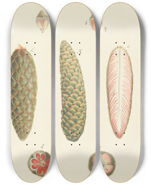 Triptych art skateboard deck of Carl Christoph Oelhafen Von Schllenbach Abbildung Der Wilden Bume Stauden Und Buschgewchse Pl012 by Carl Christoph Oelhafen Von Schollenbach (1709-1785)