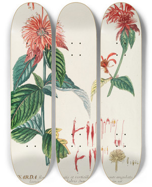 Triptych art skateboard deck of Georg Dionysius Ehret Monarda by Georg Dionysius Ehret (1708-1770)