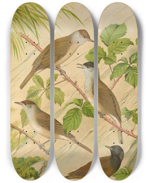 Triptych art skateboard deck of Johann Friedrich Naumann Sylvia Atricapilla by Johann Friedrich Naumann (1780-1857)