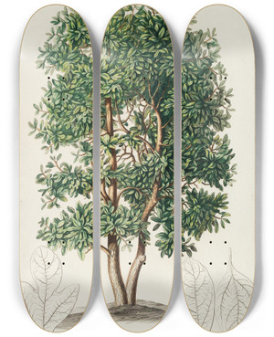 Triptych art skateboard deck of Georg Dionysius Ehret Laurus by Georg Dionysius Ehret (1708-1770)