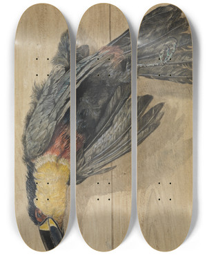 Triptych art skateboard deck of Ferdinand Keller Studie Eines Toten Tukanvogels by Ferdinand Keller (1842-1922)