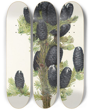 Triptych art skateboard deck of Mary Vaux Walcott Alpine Fir Abies Lasiocarpa by Mary Vaux Walcott (1860-1940)