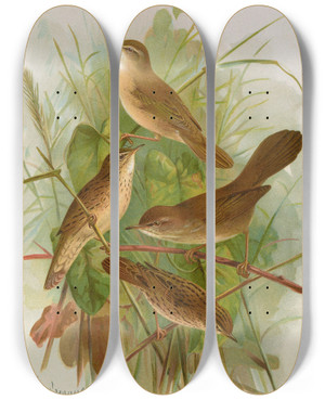 Triptych art skateboard deck of Johann Friedrich Naumann Acrocephalus Agricolus Jardon Cettia Cetti Marm Locustella Lanceolata Temm by Johann Friedrich Naumann (1780-1857)
