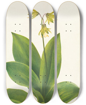 Triptych art skateboard deck of Mary Vaux Walcott Bluebead Clintonia Borealis by Mary Vaux Walcott (1860-1940)