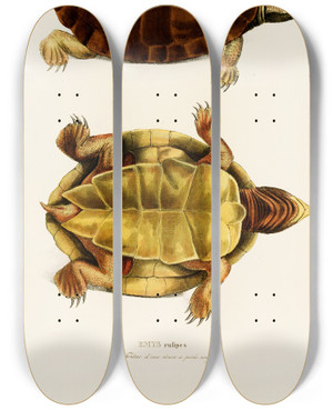 Triptych art skateboard deck of Johann Baptist Von Spix Emys Rufipes by Johann Baptist Von Spix (1781-1826)