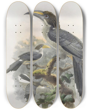 Triptych art skateboard deck of Daniel Giraud Elliot Tockus Gingalensis by Daniel Giraud Elliot (1835-1915)