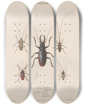 Triptych art skateboard deck of Jean Gabriel Pretre Insectes Recueillis En Afrique Et En Amrique Pl34 by Jean Gabriel Pretre (1768-1849)