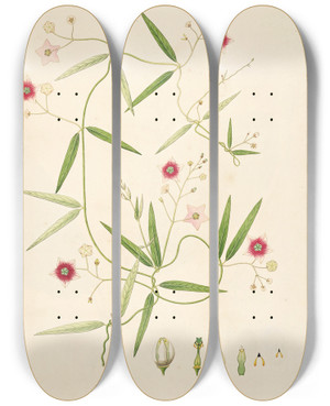 Triptych art skateboard deck of William Roxburgh Plants Of The Coast Of Coromandel Pl011 by William Roxburgh (1751-1815)