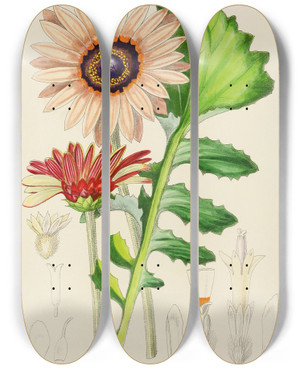 Triptych art skateboard deck of Illtyd Buller Poleevans Arctotis Decurrens by Illtyd Buller Pole-Evans (1879-1968)