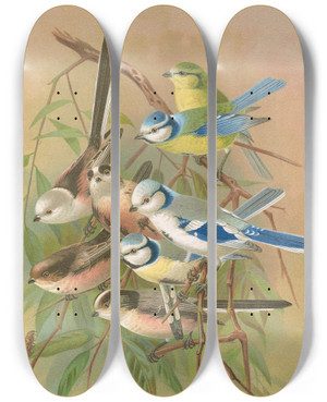 Triptych art skateboard deck of Johann Friedrich Naumann Parus Coeruleus Aegithalus Caudatus Caudatus Vagans Caudatus Irbyi Parus Cyanus Pall by Johann Friedrich Naumann (1780-1857)