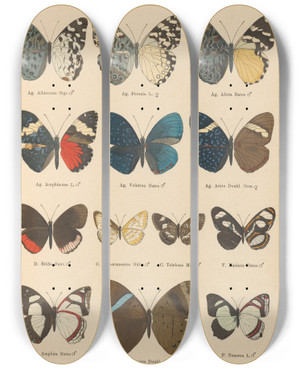 Triptych art skateboard deck of Otto Staudinger Exotische Schmetterlinge Pl044 by Otto Staudinger (1830-1900)