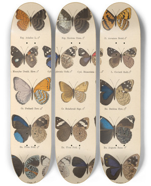 Triptych art skateboard deck of Otto Staudinger Exotische Schmetterlinge Pl040 by Otto Staudinger (1830-1900)