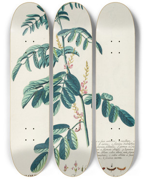 Triptych art skateboard deck of Georg Dionysius Ehret Indigofera Ii by Georg Dionysius Ehret (1708-1770)