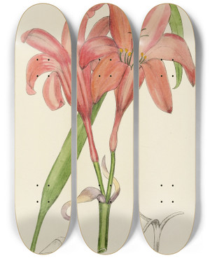 Triptych art skateboard deck of Illtyd Buller Poleevans Cyrtanthus Sanguineus by Illtyd Buller Pole-Evans (1879-1968)